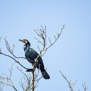 bird-7101606_640